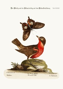 La Shirley y la Mariposa Cola de Golondrina Oscura, 1749-73
